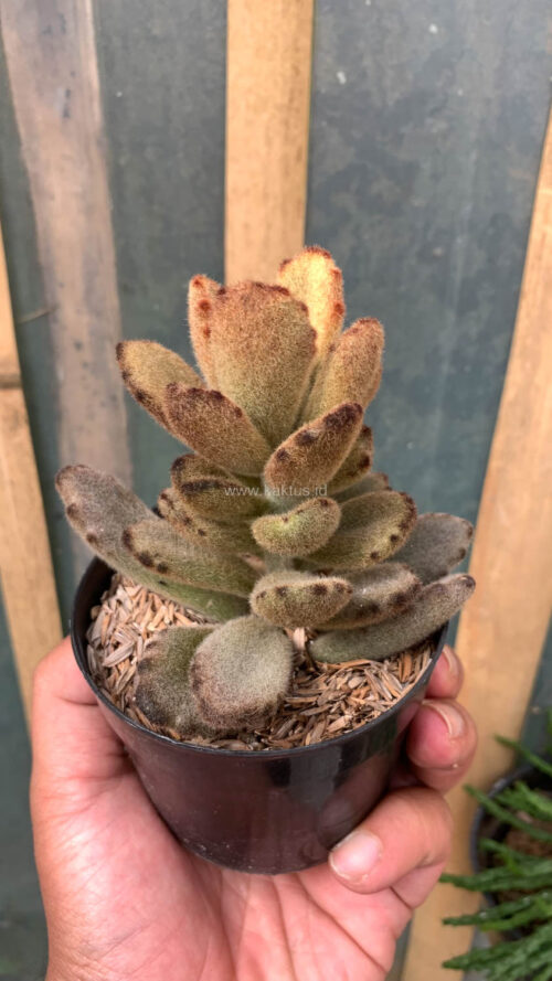 Kalanchoe Teddy Bear, real gallery image #15 plants. Picture taken directly from kaktus.id community Kalanchoe farmer green houses.