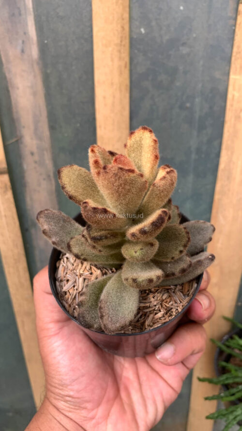 Kalanchoe Teddy Bear, real gallery image #16 plants. Picture taken directly from kaktus.id community Kalanchoe farmer green houses.