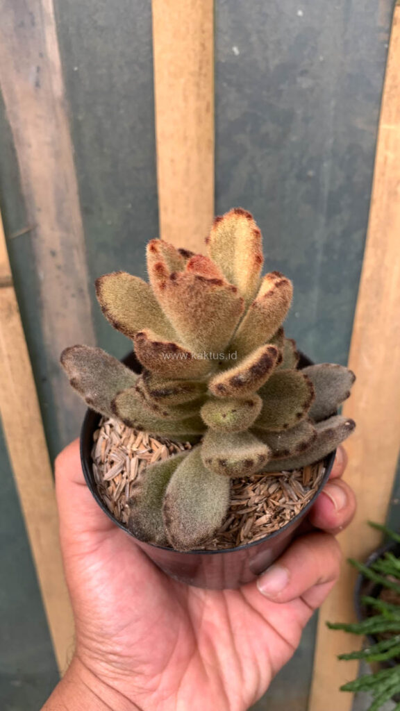 kaktus.id