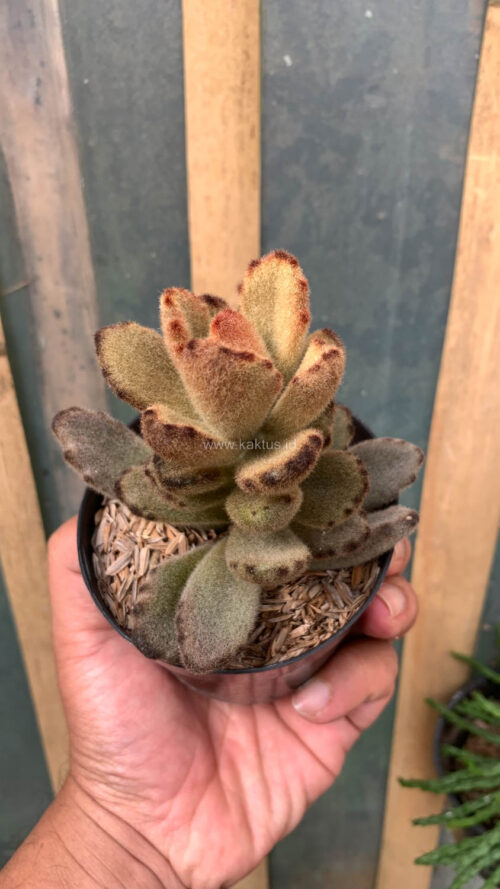 Kalanchoe Teddy Bear, real gallery image #17 plants. Picture taken directly from kaktus.id community Kalanchoe farmer green houses.