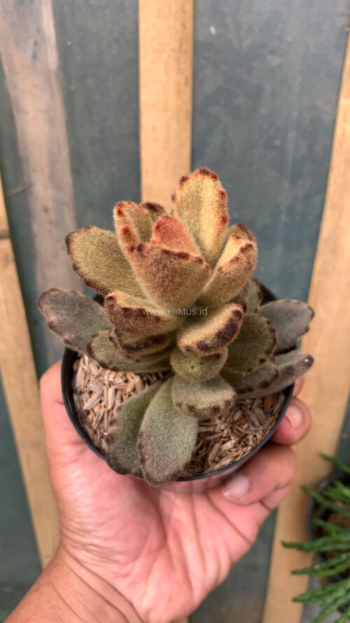 Kalanchoe Teddy Bear, real gallery image #18 plants. Picture taken directly from kaktus.id community Kalanchoe farmer green houses.