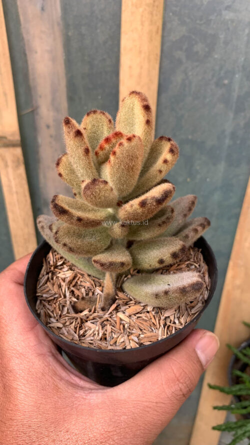 Kalanchoe Teddy Bear, real gallery image #3 plants. Picture taken directly from kaktus.id community Kalanchoe farmer green houses.