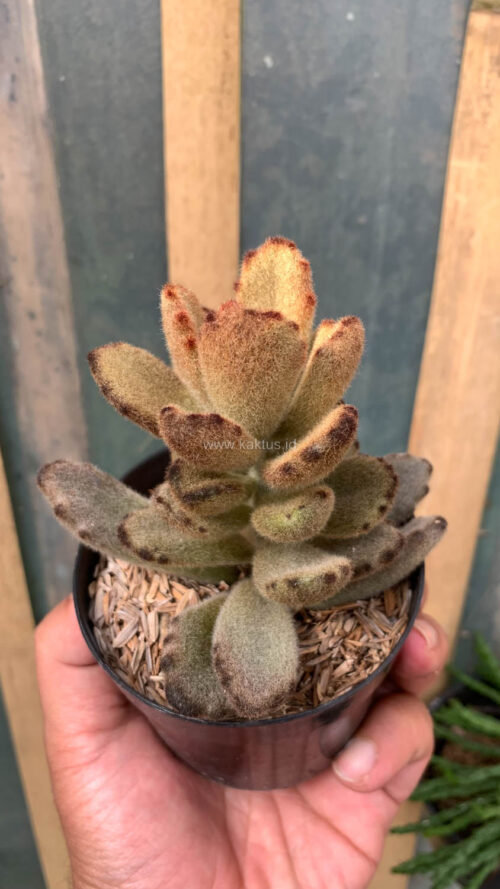 Kalanchoe Teddy Bear, real gallery image #19 plants. Picture taken directly from kaktus.id community Kalanchoe farmer green houses.