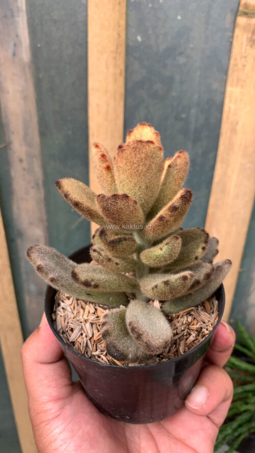 Kalanchoe Teddy Bear, real gallery image #20 plants. Picture taken directly from kaktus.id community Kalanchoe farmer green houses.