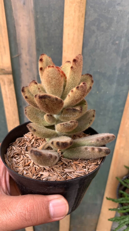 Kalanchoe Teddy Bear, real gallery image #4 plants. Picture taken directly from kaktus.id community Kalanchoe farmer green houses.