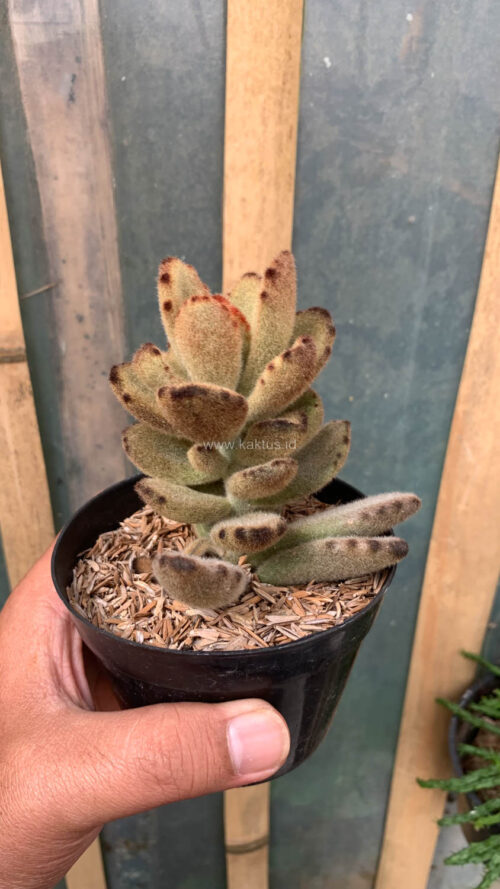 Kalanchoe Teddy Bear, real gallery image #5 plants. Picture taken directly from kaktus.id community Kalanchoe farmer green houses.