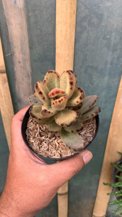 Kalanchoe Teddy Bear, real gallery image #6 plants. Picture taken directly from kaktus.id community Kalanchoe farmer green houses.