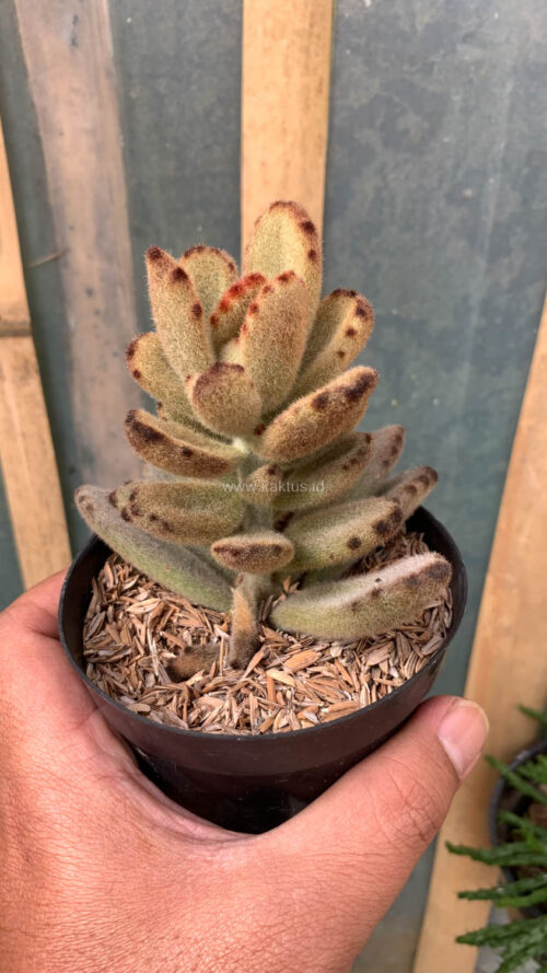 Kalanchoe Teddy Bear, real gallery image #2 plants. Picture taken directly from kaktus.id community Kalanchoe farmer green houses.