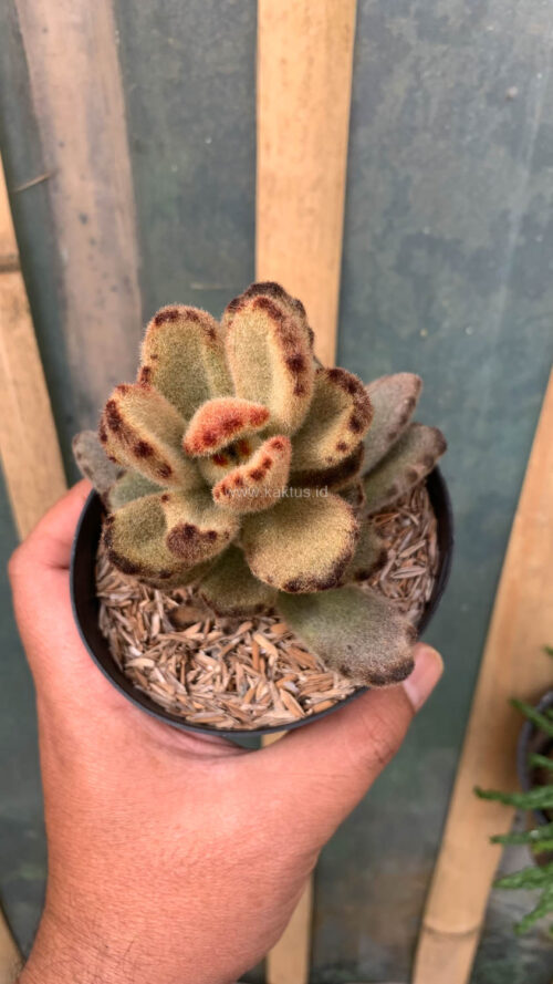 Kalanchoe Teddy Bear, real gallery image #7 plants. Picture taken directly from kaktus.id community Kalanchoe farmer green houses.