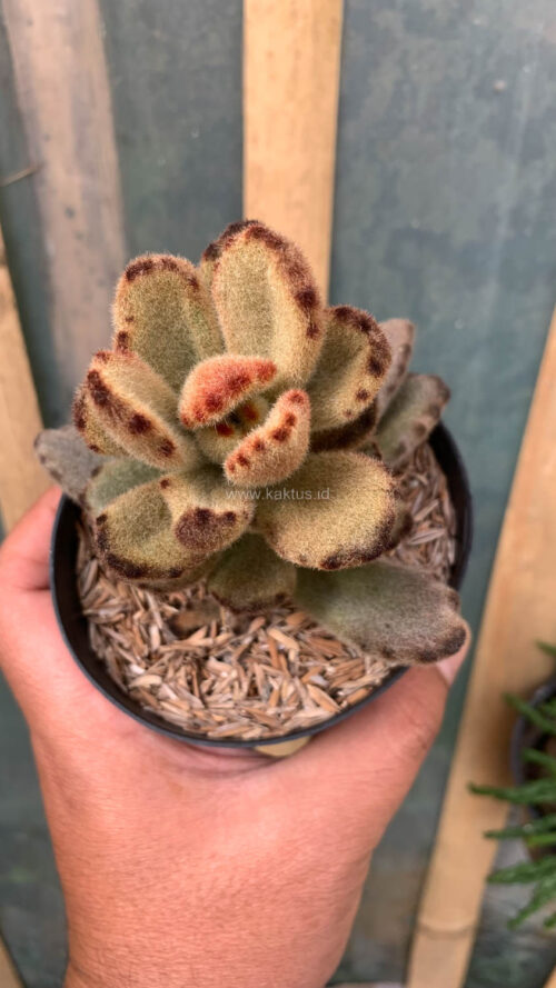 Kalanchoe Teddy Bear, real gallery image #1 plants. Picture taken directly from kaktus.id community Kalanchoe farmer green houses.