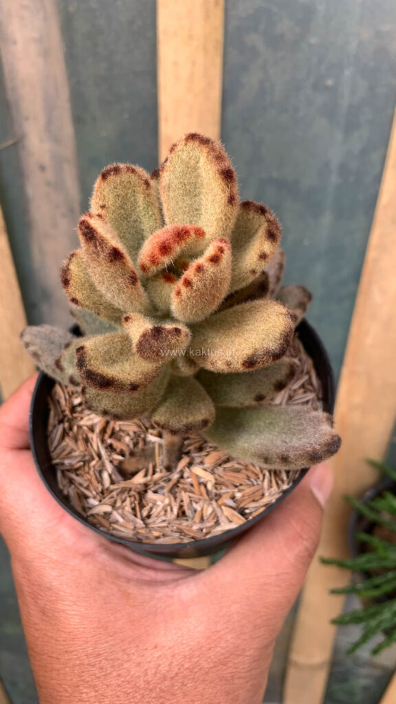 kaktus.id