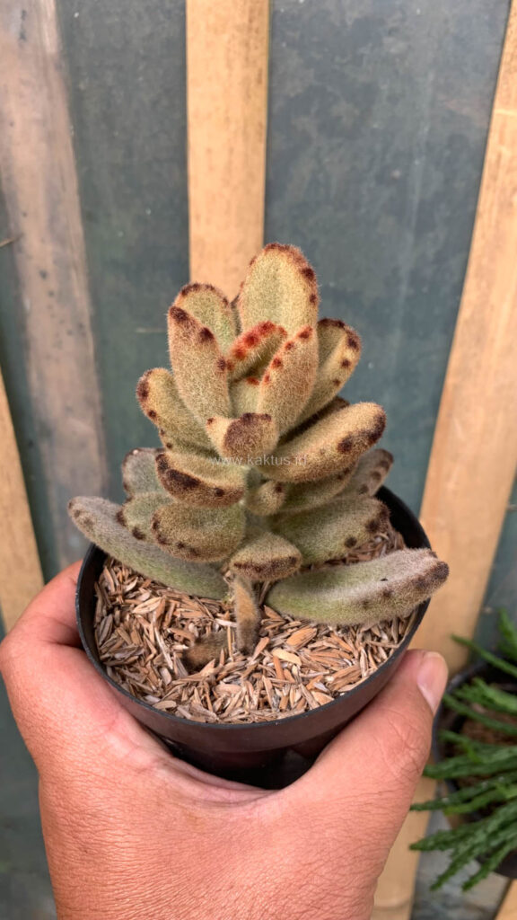 kaktus.id