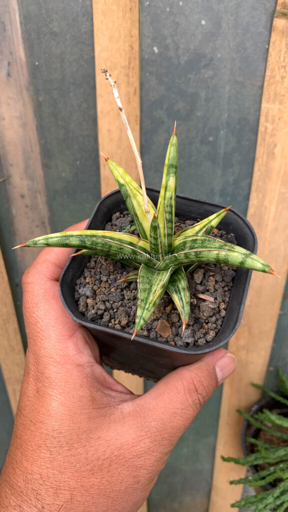 kaktus.id