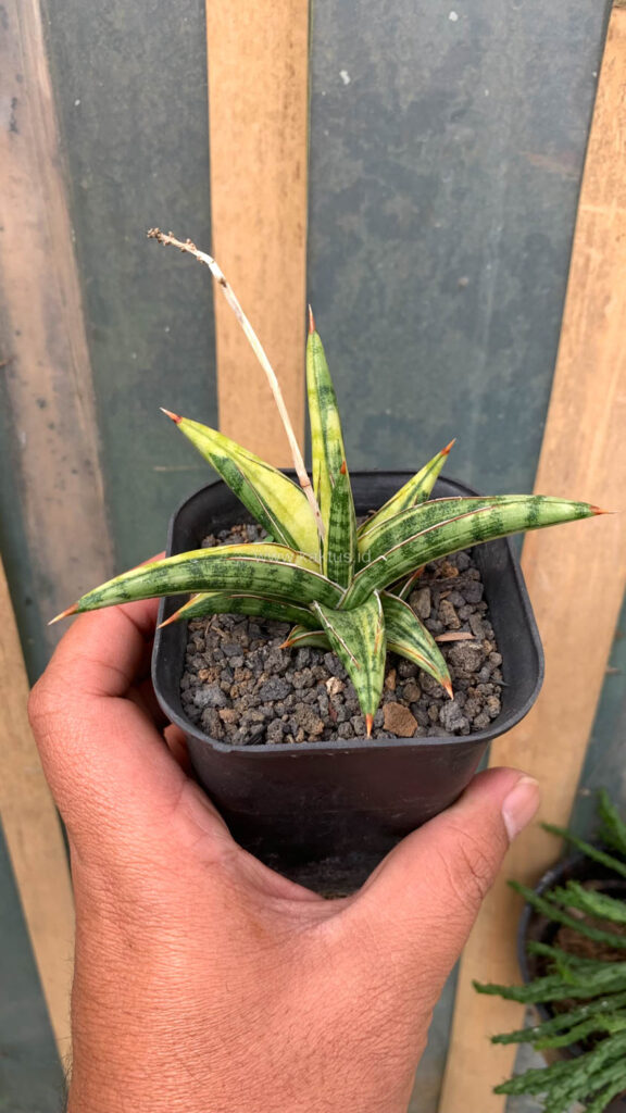 kaktus.id