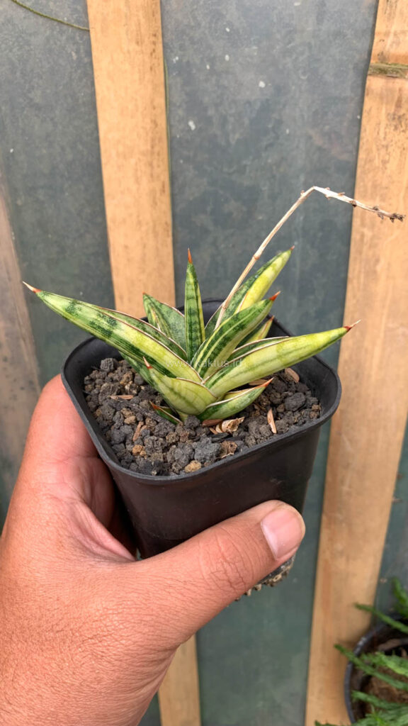 kaktus.id