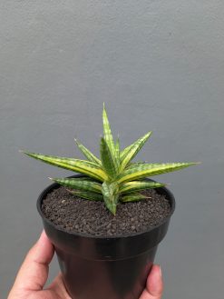 Sansevieria Balii Variegated, real gallery image #1 plants. Picture taken directly from kaktus.id community Sansevieria farmer green houses.