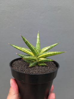 Sansevieria Balii Variegated, real gallery image #2 plants. Picture taken directly from kaktus.id community Sansevieria farmer green houses.