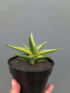 Sansevieria Balii Variegated, real gallery image #3 plants. Picture taken directly from kaktus.id community Sansevieria farmer green houses.