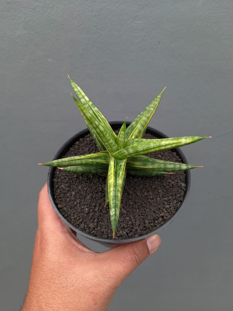 kaktus.id