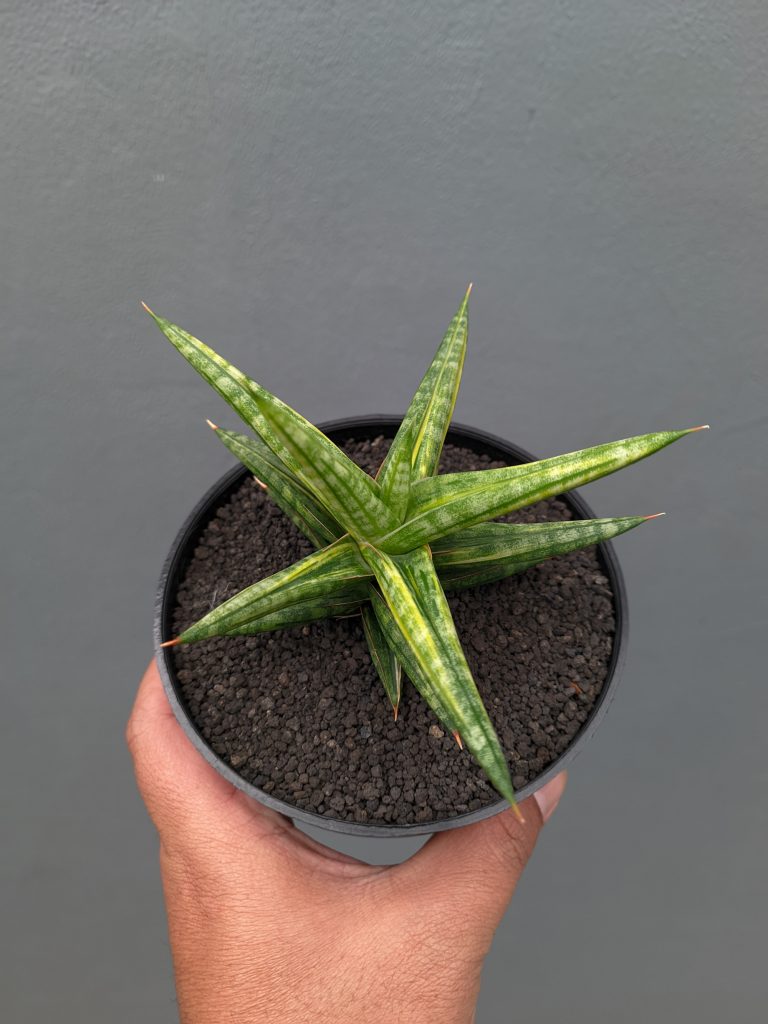 kaktus.id