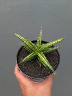 Sansevieria Balii Variegated, real gallery image #7 plants. Picture taken directly from kaktus.id community Sansevieria farmer green houses.