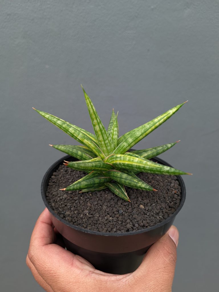 kaktus.id