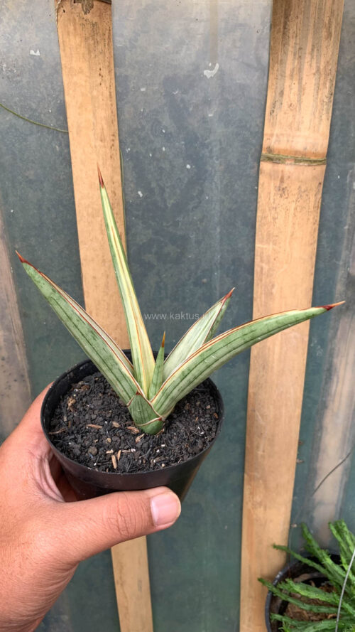 Sansevieria Royal Crown, real gallery image #8 plants. Picture taken directly from kaktus.id community Sansevieria farmer green houses.
