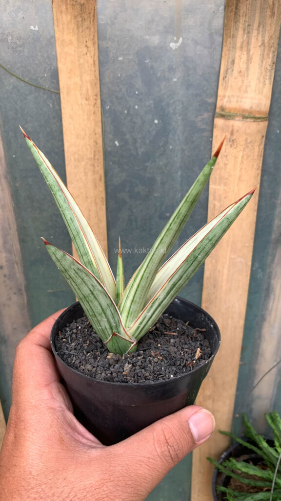 kaktus.id