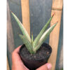Sansevieria Royal Crown, real feature image plant. Picture taken directly from kaktus.id community Sansevieria farmer green houses.