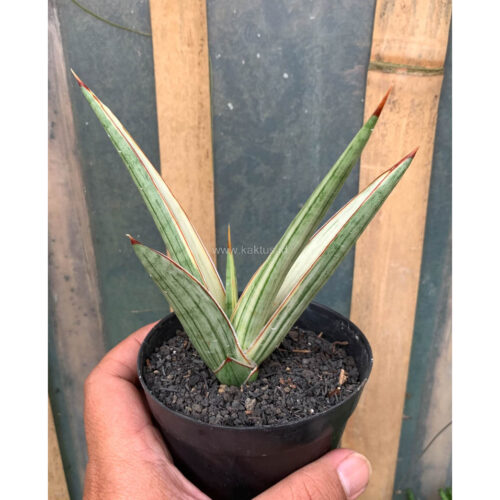 Sansevieria Royal Crown, real feature image plant. Picture taken directly from kaktus.id community Sansevieria farmer green houses.