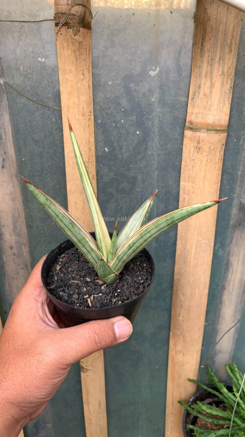 Sansevieria Royal Crown, real gallery image #10 plants. Picture taken directly from kaktus.id community Sansevieria farmer green houses.