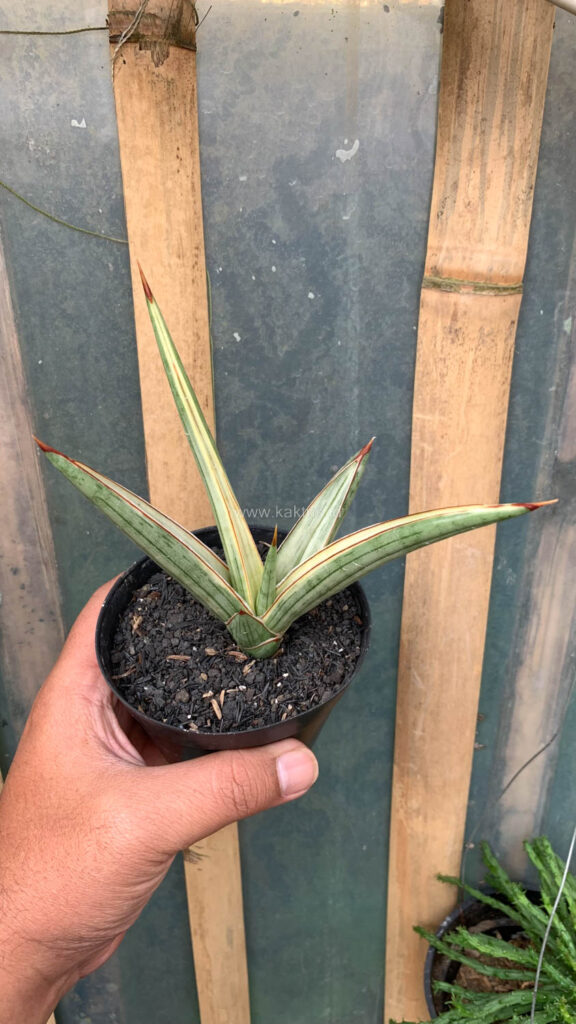 kaktus.id
