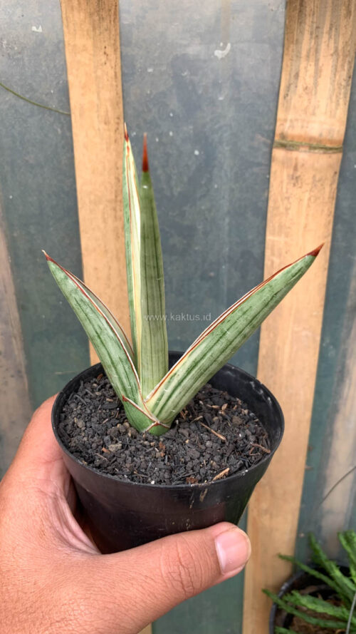 Sansevieria Royal Crown, real gallery image #5 plants. Picture taken directly from kaktus.id community Sansevieria farmer green houses.