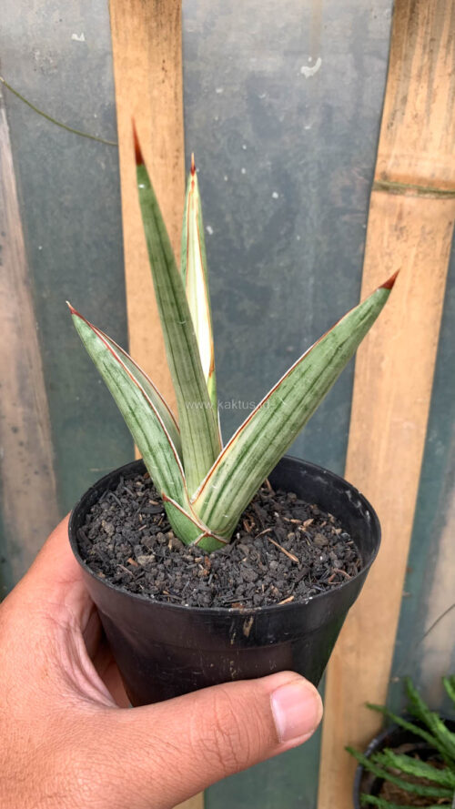 Sansevieria Royal Crown, real gallery image #4 plants. Picture taken directly from kaktus.id community Sansevieria farmer green houses.