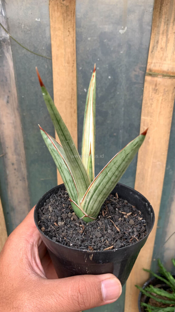 kaktus.id