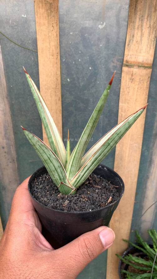 Sansevieria Royal Crown, real gallery image #2 plants. Picture taken directly from kaktus.id community Sansevieria farmer green houses.