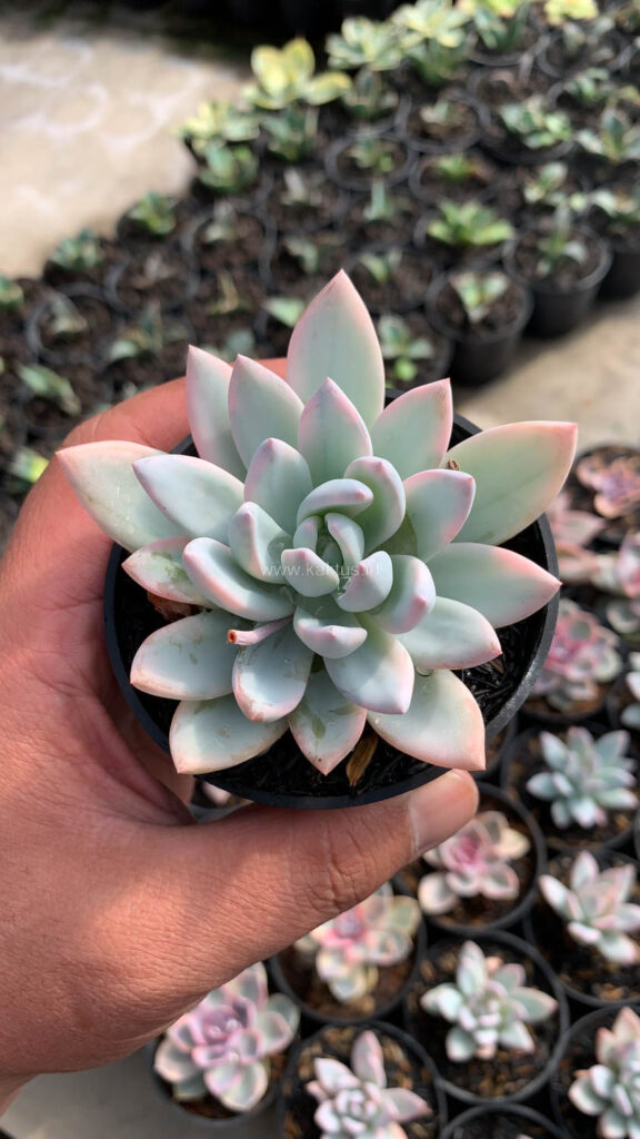 kaktus.id