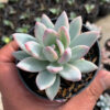 Pachyveria Symonoasa Variegated, real feature image plant. Picture taken directly from kaktus.id community Pachyveria farmer green houses.