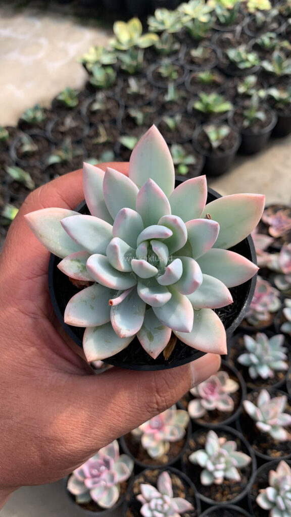 kaktus.id