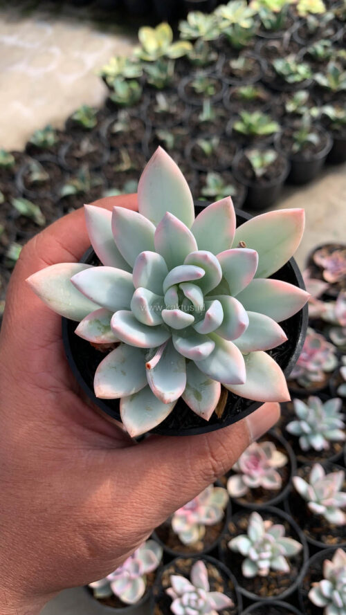 Pachyveria Symonoasa Variegated, real gallery image #5 plants. Picture taken directly from kaktus.id community Pachyveria farmer green houses.