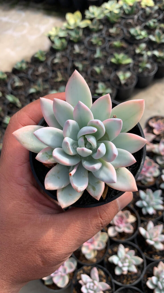 kaktus.id