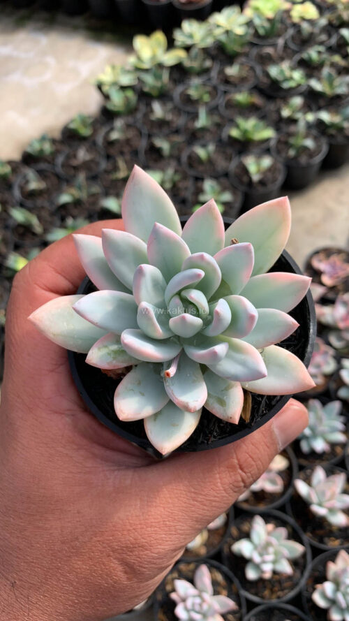 Pachyveria Symonoasa Variegated, real gallery image #6 plants. Picture taken directly from kaktus.id community Pachyveria farmer green houses.