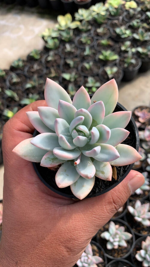 Pachyveria Symonoasa Variegated, real gallery image #8 plants. Picture taken directly from kaktus.id community Pachyveria farmer green houses.