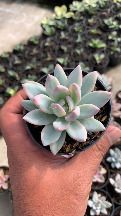Pachyveria Symonoasa Variegated, real gallery image #4 plants. Picture taken directly from kaktus.id community Pachyveria farmer green houses.