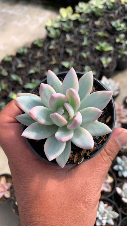 Pachyveria Symonoasa Variegated, real gallery image #3 plants. Picture taken directly from kaktus.id community Pachyveria farmer green houses.