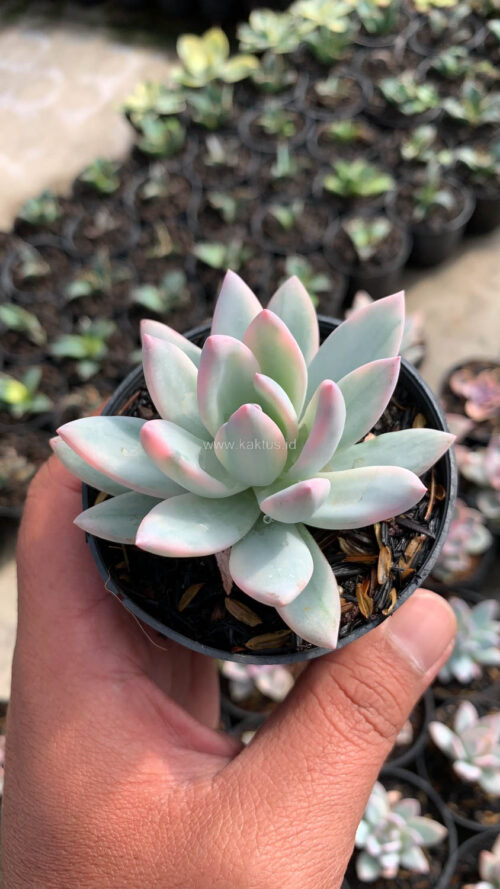 Pachyveria Symonoasa Variegated, real gallery image #2 plants. Picture taken directly from kaktus.id community Pachyveria farmer green houses.