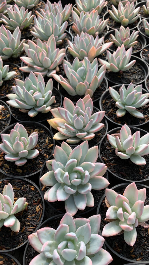 Pachyveria Symonoasa Variegated, real gallery image #1 plants. Picture taken directly from kaktus.id community Pachyveria farmer green houses.
