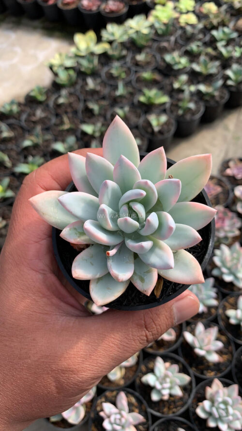 Pachyveria Symonoasa Variegated, real gallery image #7 plants. Picture taken directly from kaktus.id community Pachyveria farmer green houses.