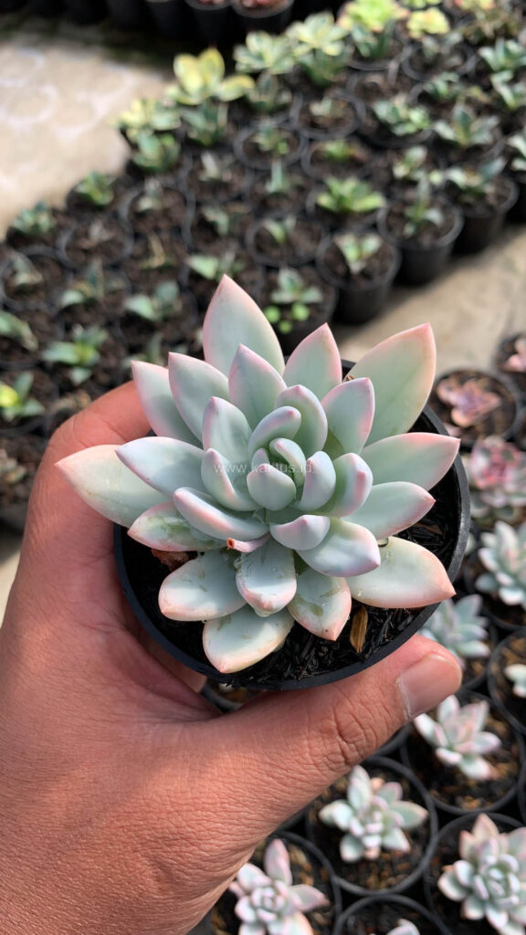 kaktus.id