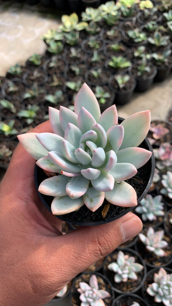 kaktus.id